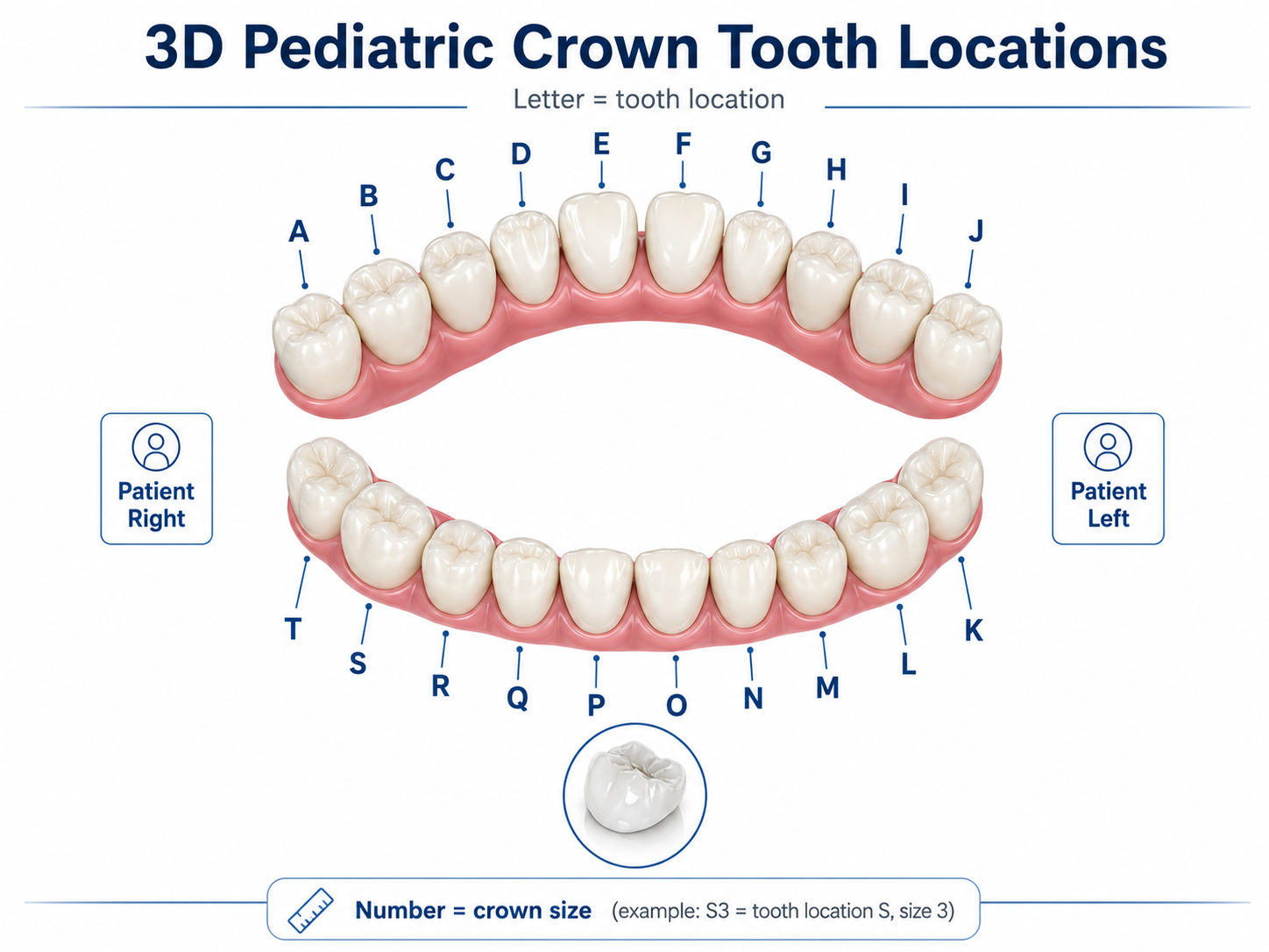 Rodin 3D Pediatric Crowns - Image 2